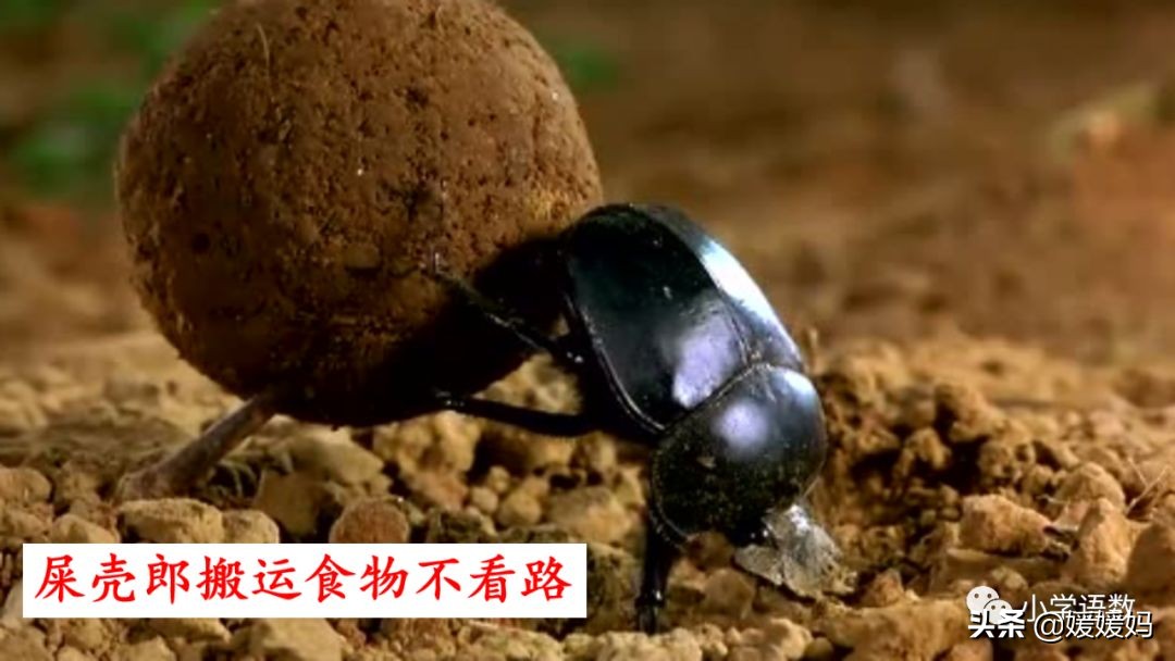 二年级下册我是一只小虫子课后题,二年级下册语文11我是一只小虫子