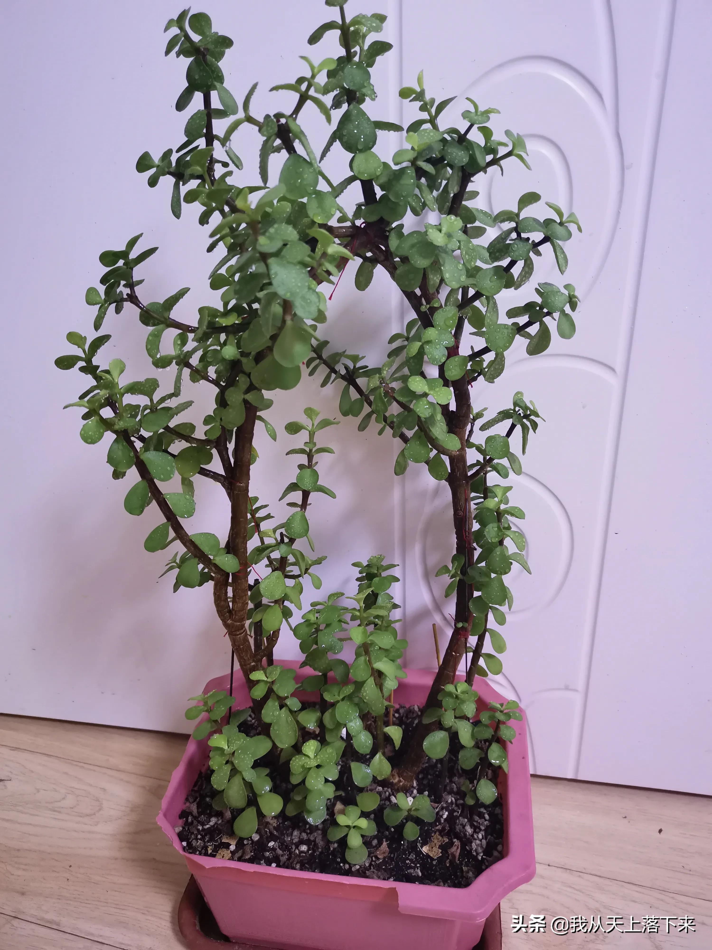 89种常见多肉植物品种图，实物拍摄，还不认识的小伙伴赶紧收藏好