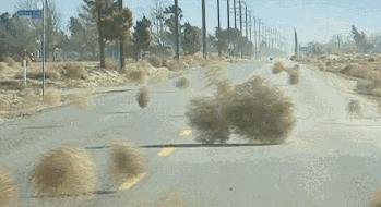 种子的传播方式有哪些和什么有关,种子传播的方式及其特征是什么