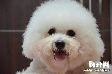 比熊犬特别臭怎么办,比熊犬身上臭味怎么办