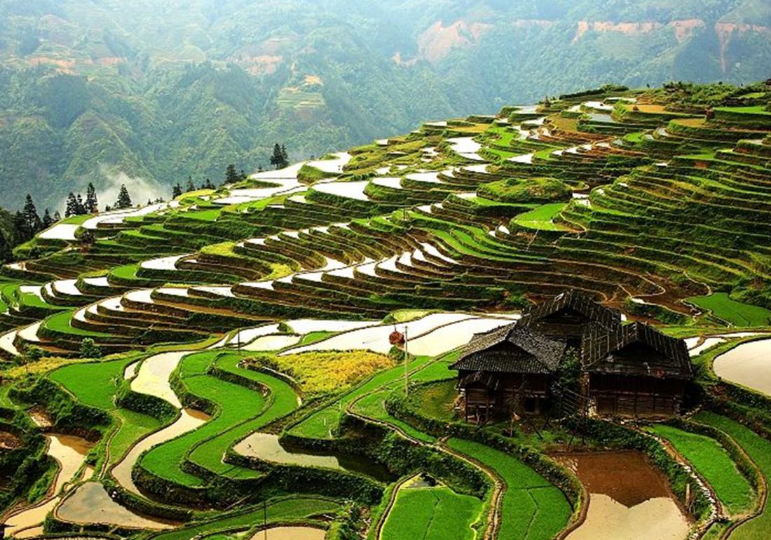 稻田主要杂草的识别与防治有哪些,稻田里有杂草先施肥后除草行吗