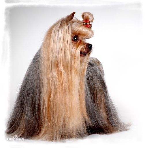 建议新手养的10种便宜狗狗不掉毛,十大适合家养的不掉毛狗狗有哪些