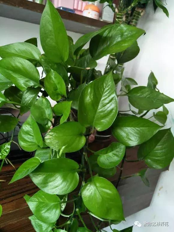 枕头芯掏1把扔盆里，透气不烂根，绿萝吊兰越长越疯，越长越旺