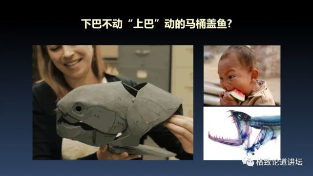 我们用来咬合的颌骨，竟和这条古鱼海怪一脉相承