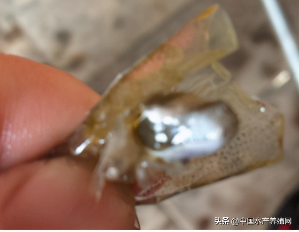 中草药制剂HCV弧菌病能防治、修复肝胰腺，广东省农业力推技术