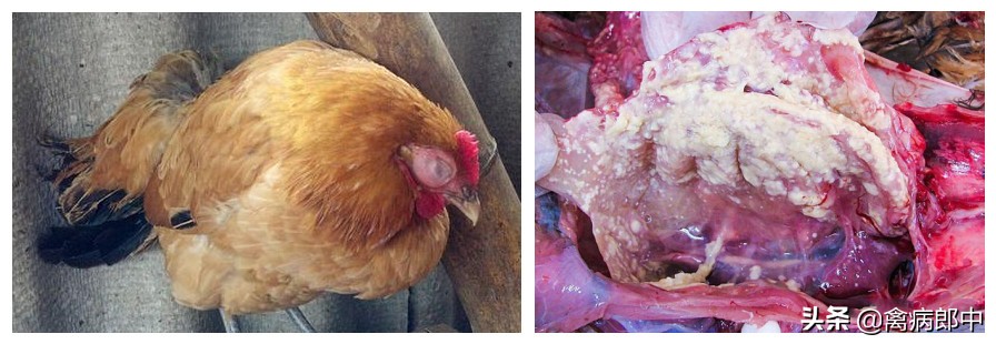 病例分享：看我如何四天治愈鸡群呼吸道！值得收藏