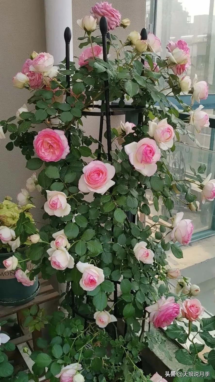 花友家的春花都开爆爆爆了，快来云赏花！（上）