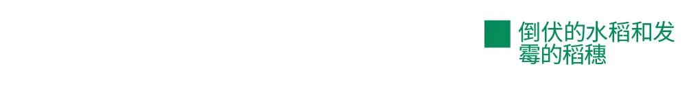 农造田野丨总有一根神经通往乡野|月亮山百里梯田