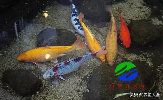 饲养锦鲤雌雄鱼的比例,室内鱼缸锦鲤饲养方法