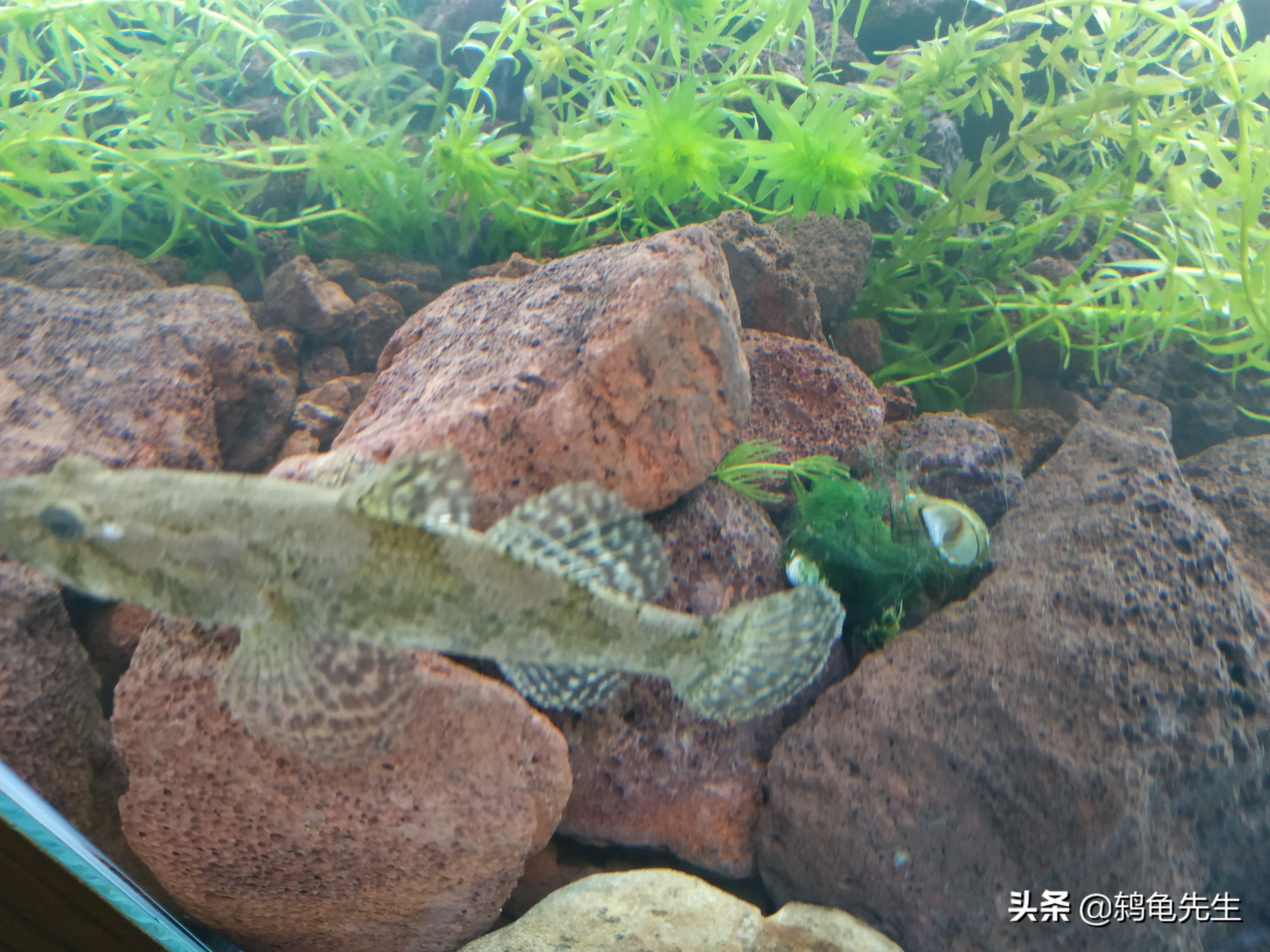 鱼缸爆藻跟硝化细菌有关系吗,鱼缸经常出绿藻要不要放硝化菌