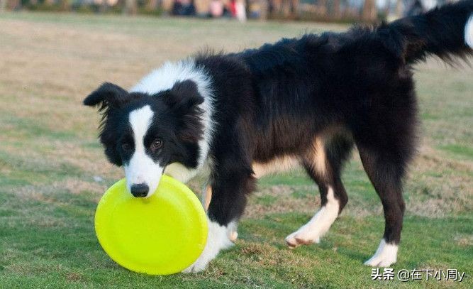 哈士奇狗智商排名,哈士奇狗智商排名前十名