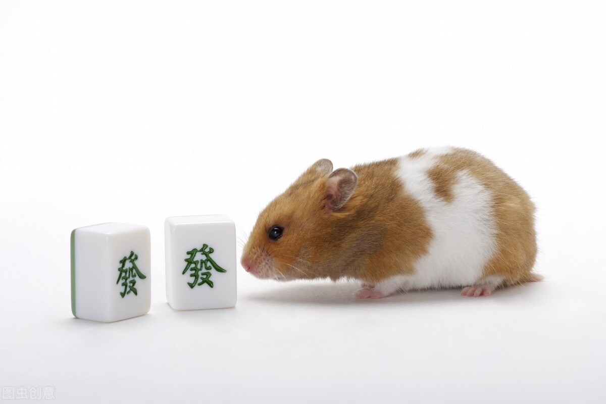 仓鼠不喜欢吃什么食物,仓鼠喜欢吃的食物之一