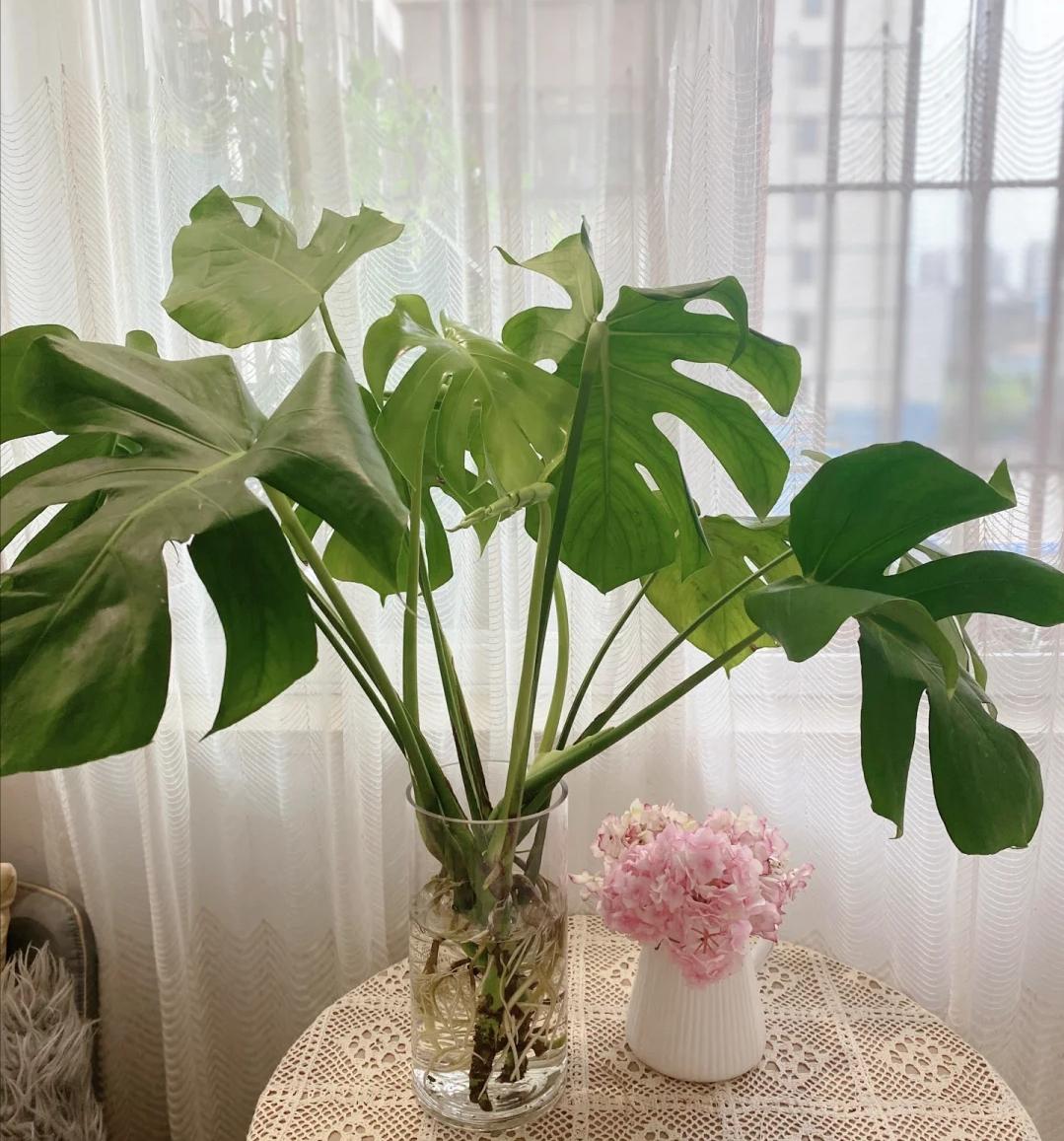 龟背竹养护的正确方法,龟背竹的叶片大而油绿