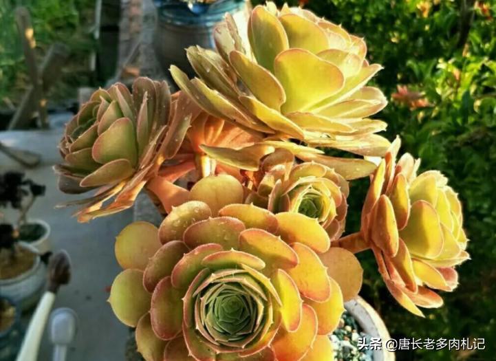 多肉荷兰、黄金和柠檬三种韶羞有啥不同？其实大舅二舅都是他舅舅