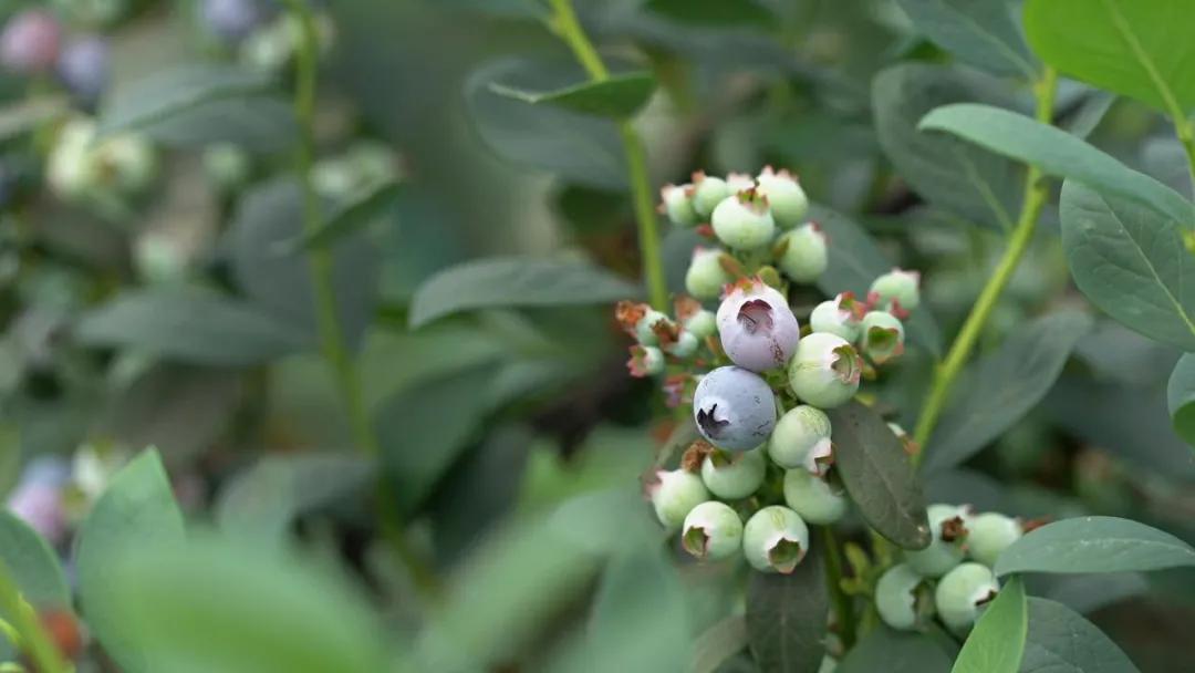 “莓”你不行！这里的“水果皇后”熟啦