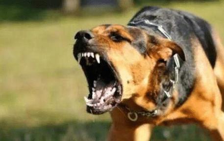 古代没狂犬疫苗被狗咬了怎么处理,古代没有疫苗被狗咬了怎么办