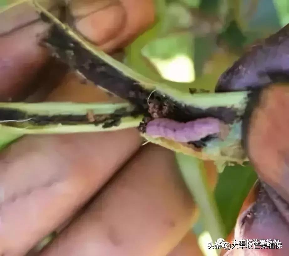 芒果虫害大全图片,芒果花期最令人纠结的虫害是什么