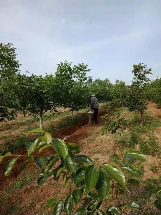 大荔县示范村名单,大荔县10个村