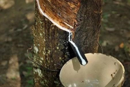 买乳胶枕有什么坑,买乳胶床垫要注意哪些坑