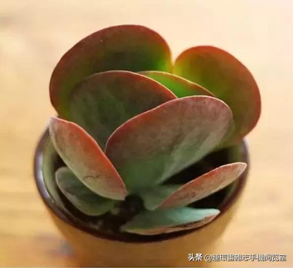 365种多肉图谱大全,365种鲜花图册大全