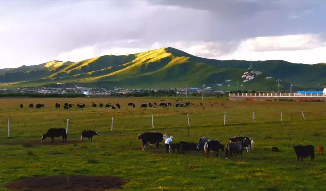 阿坝红原煨桑,川西红原的煨桑节是什么时候