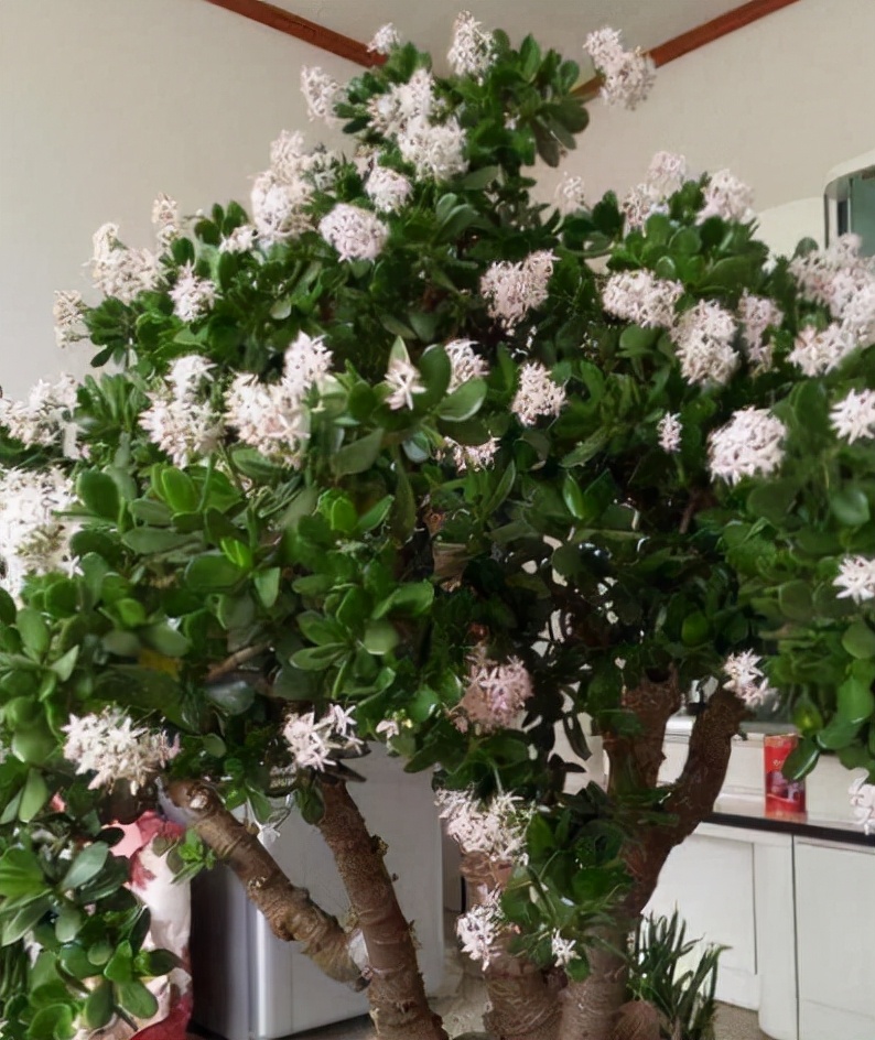 5种霸气花，个个“丑八怪”却吉利镇宅，丢在角落不管，一样爆棚