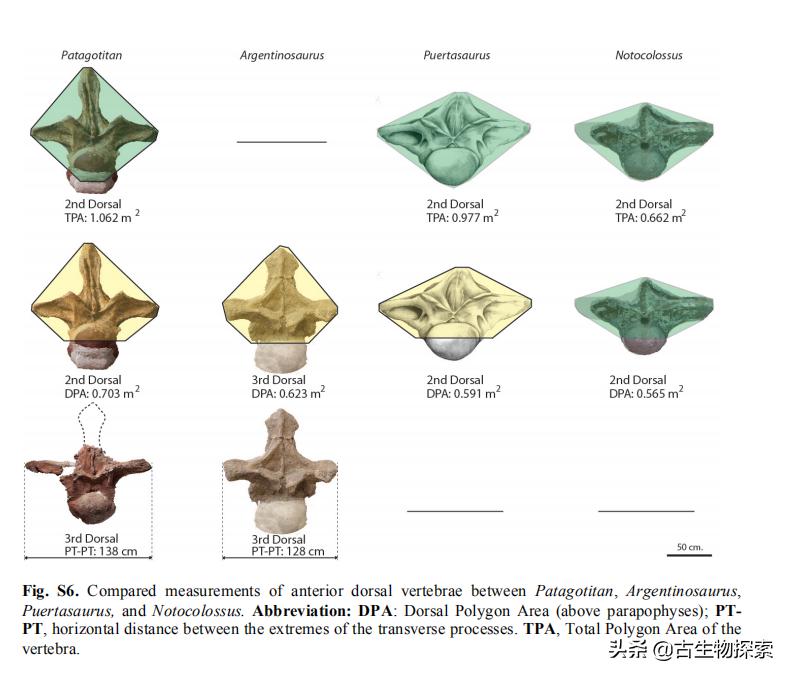 巴塔哥泰坦龙完整化石,巴塔哥泰坦龙进化史