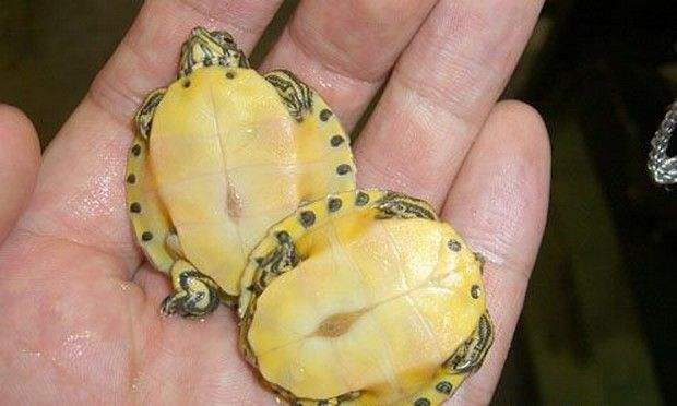 巴西龟的兄弟,巴西龟的辨认方法