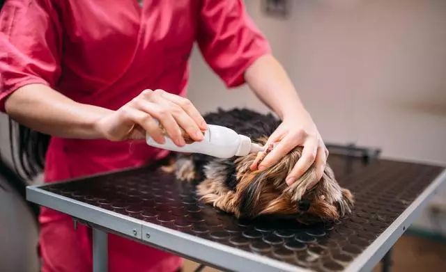 狗狗耳朵痒老是抓和摇头用什么药,狗狗抓耳朵用什么药治疗