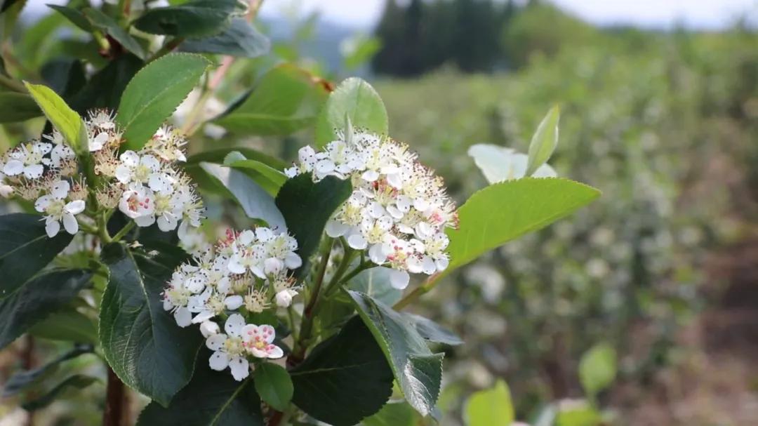 四川小黑果,新水果小黑果