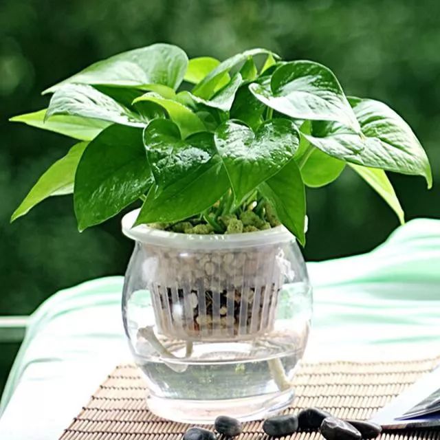 谁说绿萝知识浇浇水?很多人都养错了,绿萝应该这么养