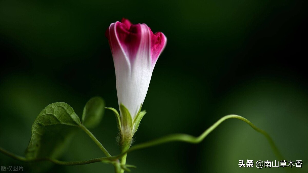 美丽的牵牛花故事,美丽的牵牛花