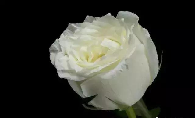 4000种不一样的玫瑰品种大全,100种玫瑰品种图鉴大全