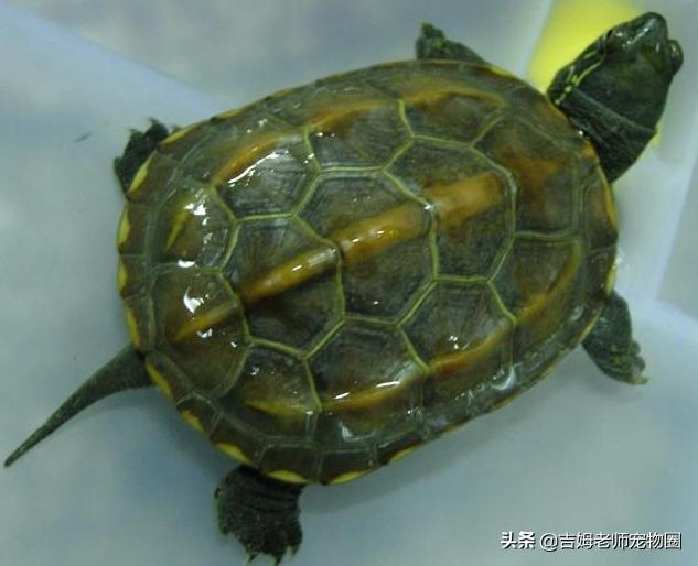 如何预防幼龟一般常见疾病,宠物龟常见疾病与治疗方法图片