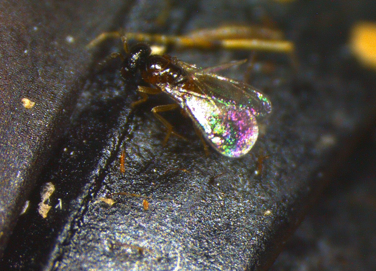 这个秋天碰到白色毛毛虫了吗？其实它们来自大洋彼岸