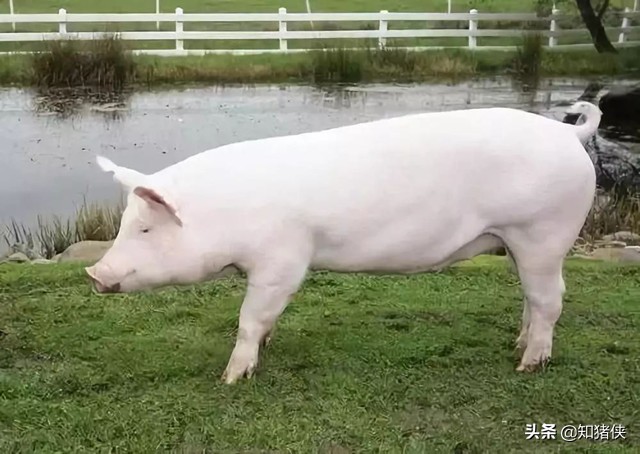二元母猪和原种猪有什么区别,二元母猪下的猪是什么品种