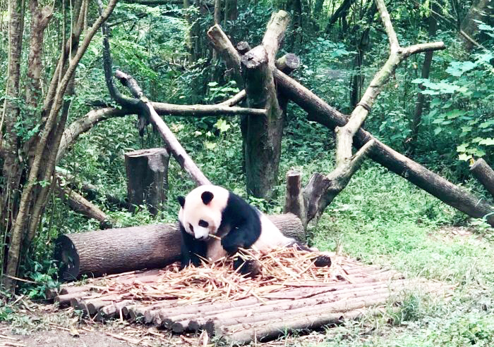 租借到外国的熊猫真的过得好吗,熊猫中国租借熊猫
