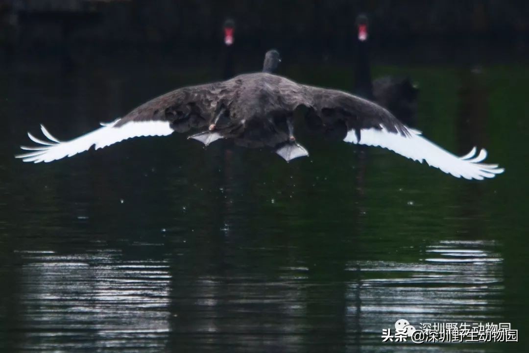 怎么飞才能飞得高,怎么飞才是最快的