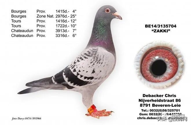 比利时最强的球星,比利时超级种鸽