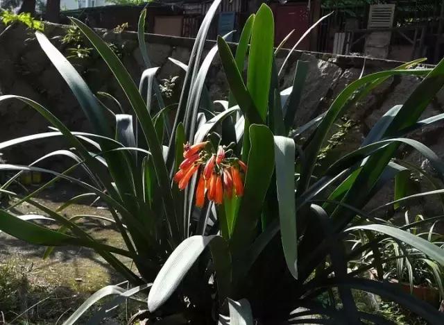 常见100种花卉介绍图片,四个季节开花的植物花卉有哪些