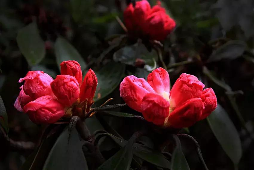 凉山州哪里可以赏花,西昌赏花攻略