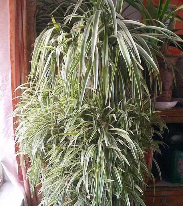 怎么养绿萝爆盆又不长藤求回答,养绿萝最正确的方法