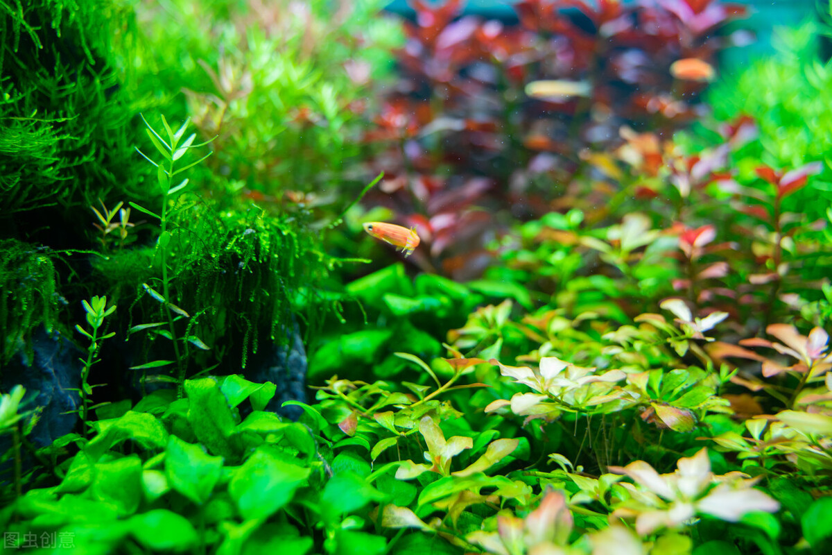鱼缸养水草的主要作用是什么,适合鱼缸养的水草有哪些