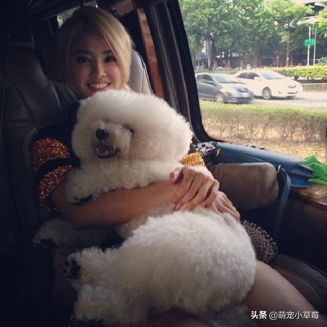 全球六大最好看男明星,盘点各明星养什么狗