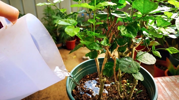 养好茉莉的技巧与方法,茉莉怎么养爆盆