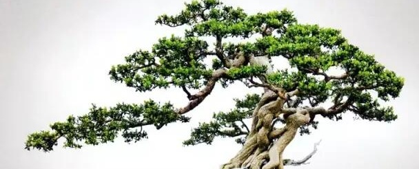 黄杨盆景制作教程,黄杨盆景修剪