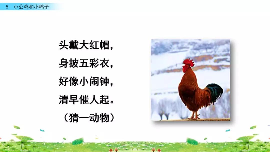 小公鸡和小鸭子一年级下册组词,一年级语文小公鸡和小鸭子复习