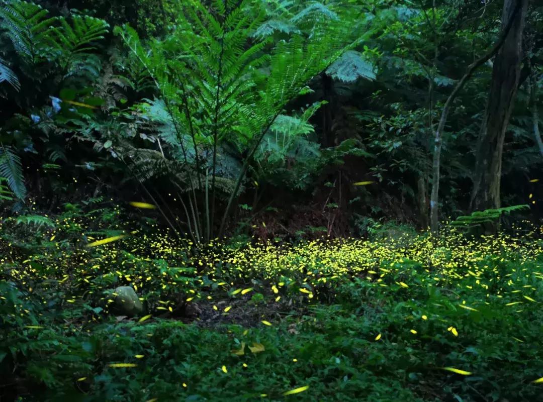 华为新影像大赛9张图,2019华为新影像大赛