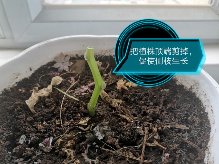 玻璃翠花怎么养殖视频教学,玻璃翠花卉养殖方法及注意事项