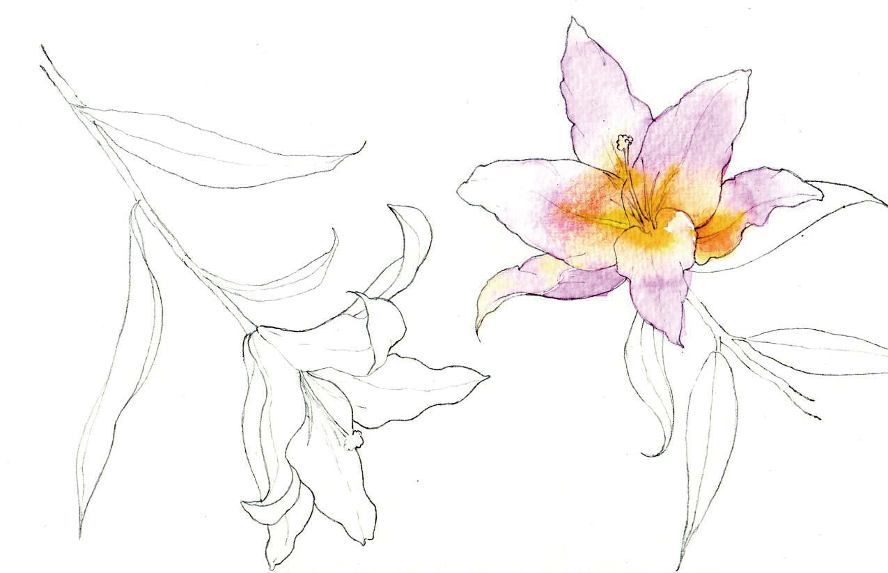 清爽又干净的水彩花卉手绘,学习水彩花卉画法步骤